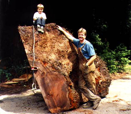 Burl Wood Tree