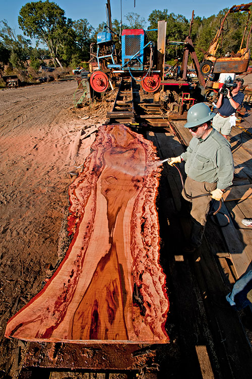 The Blakely Burl Tree Project Story-Trustingh the Vision.htm