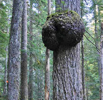 The Blakely Burl Tree Project - ABOUT BURL